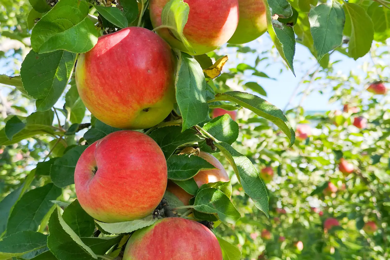 Ripe red apples hanging in clusters on a low branch in an orchard row
