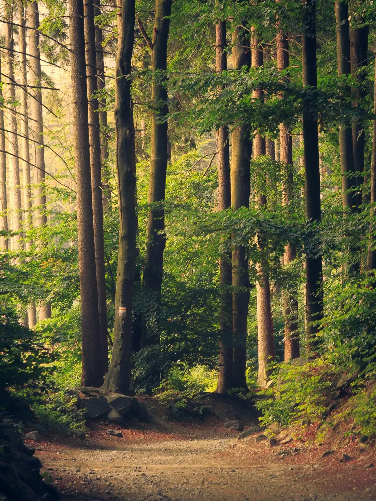 Tall straight trunks in a hardwood forest with sunlight coming through the canopy