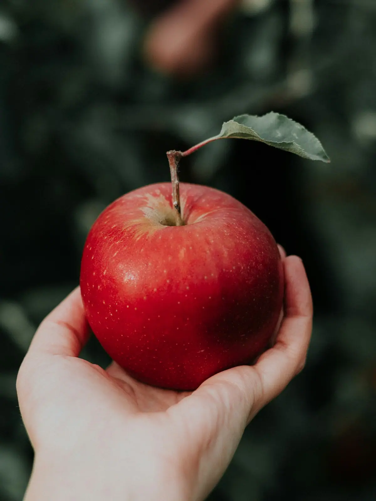 Red apples still on the branch with orchard rows blurred behind them